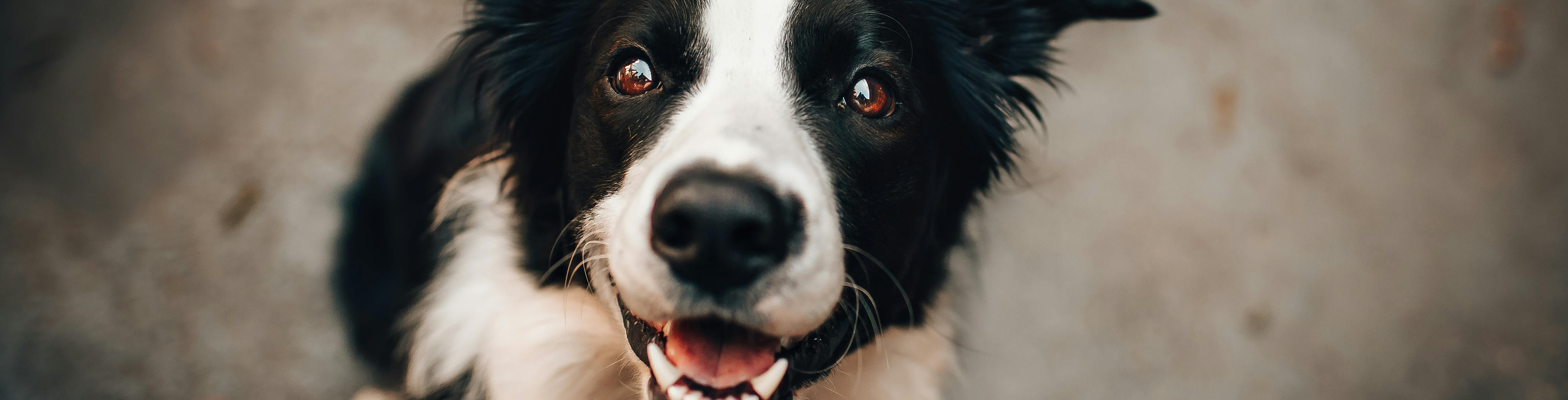 BARF Magyarország üzem, HACCP és termékbiztonság